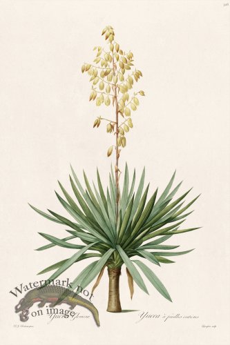 (image for) Les Liliacees Redoute 326