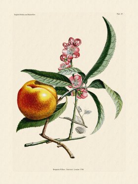 Wilkes Butterflies 057