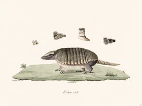 Cuvier 212 Armadillo Male