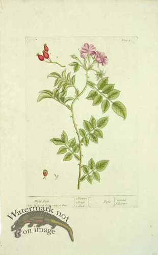 (image for) Blackwell E 42