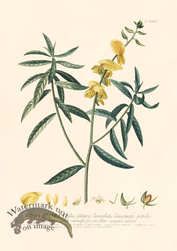 (image for) Trew Botanical 47