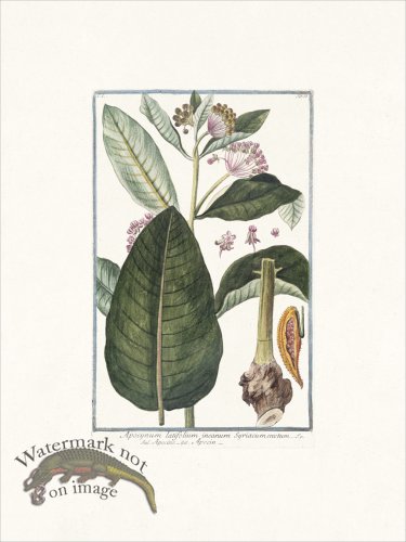 (image for) Bonelli 038 Apocin