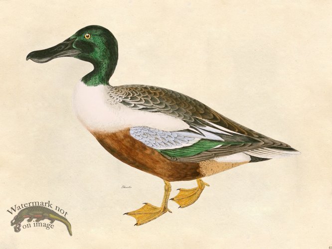 (image for) Shoveler Duck - Tribute Bd 41