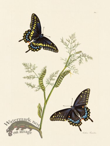 (image for) Abbot Butterfly 001