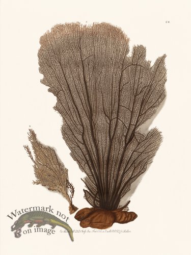 (image for) Knorr Coral 06