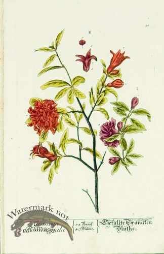 Blackwell German 171