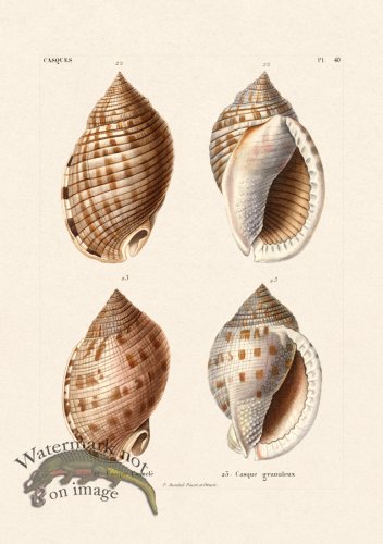 (image for) French Shell 040