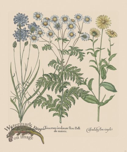 (image for) Besler 207 Colored B2