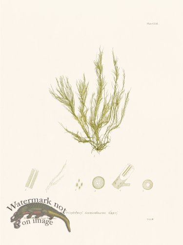 (image for) Bradbury Seaweed 161