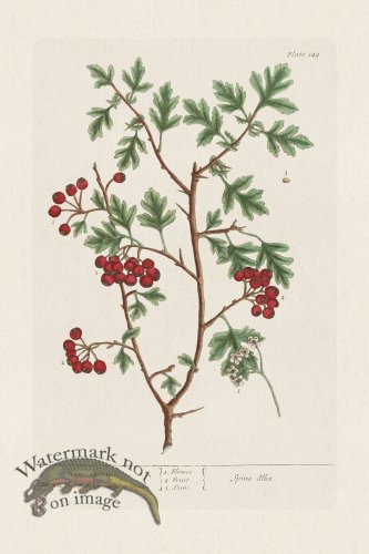 (image for) BEE 149 Han-thorn