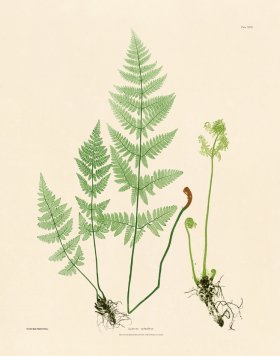 (image for) Bradbury Fern 29