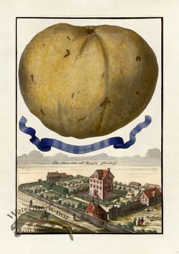 (image for) Volckamer 046