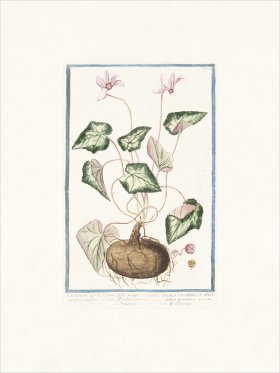 Bonelli 168 Round Cyclamen