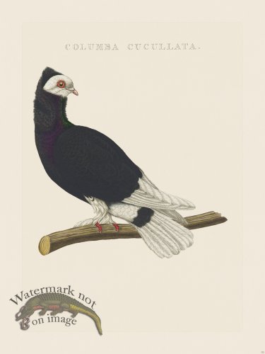 (image for) Nozeman Bird 132