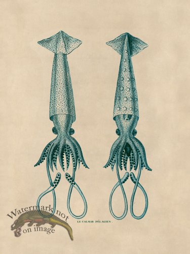 (image for) Octopus Teal 42