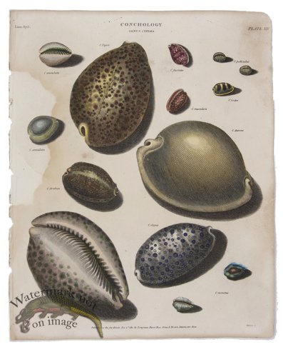 (image for) Conchology 02