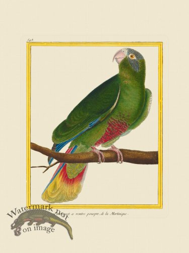 (image for) Martinet Bird 548