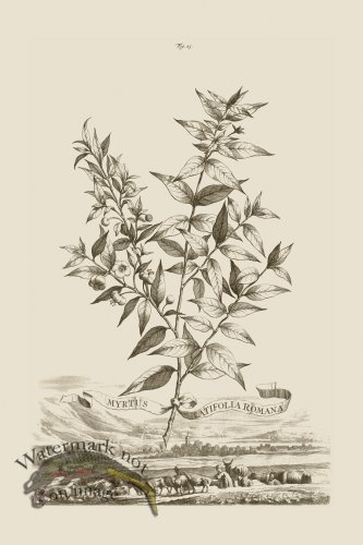 (image for) Abraham Munting 025