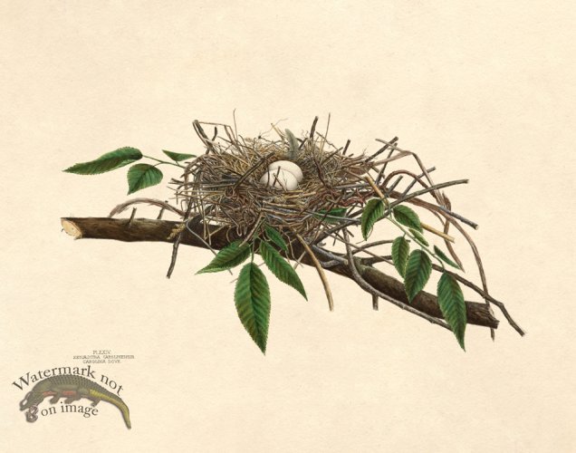 (image for) Eggs of Ohio 024