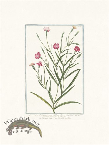 (image for) Bonelli 528 Black catchfly