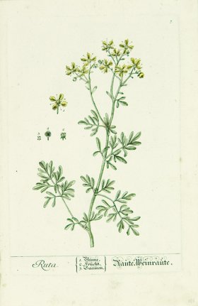 Blackwell German 242