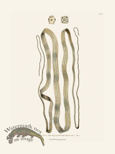 (image for) 241 Tape-Worm Broad-Joint