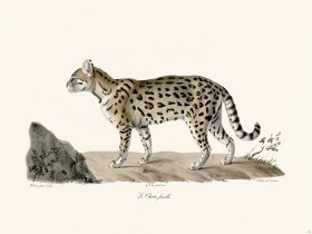 Cuvier 112 The Female Ocelot
