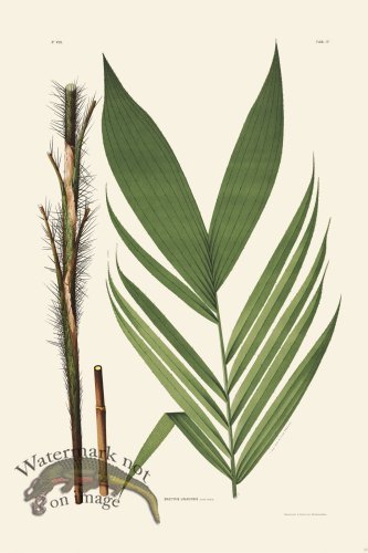 (image for) Rodrigues Palm Front 008