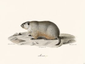 Cuvier 254 Monax Gray