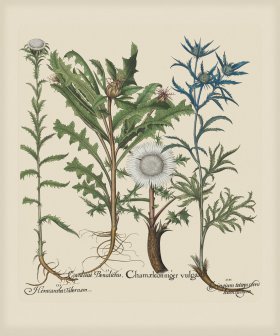 Besler 281 Colored B2