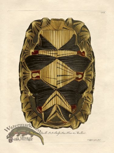 Trew Turtle Shell 07