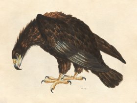 Black Eagle - Tribute Bd 46