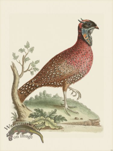 (image for) Edwards 116 Indian Pheasant