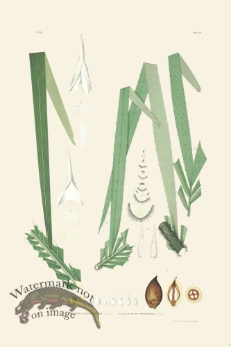 (image for) Rodrigues Palm Front 019