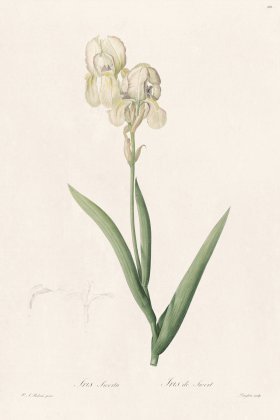 Les Liliacees Redoute 306