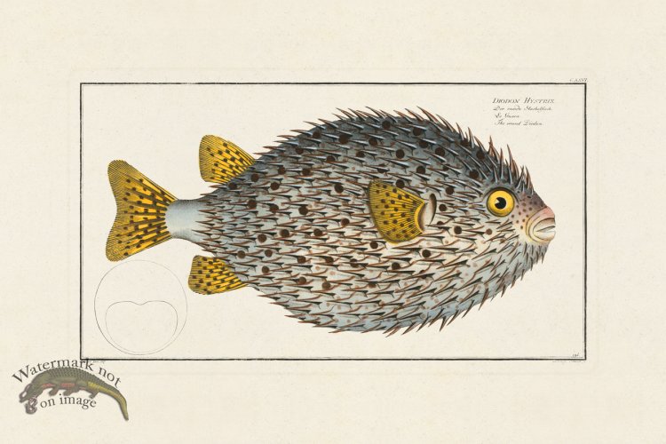 (image for) BLOCH FISH 126