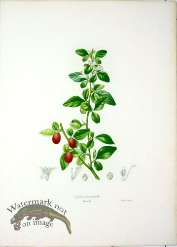 (image for) Des Orangers 24