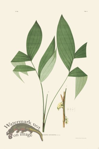 (image for) Rodrigues Palm Front 032