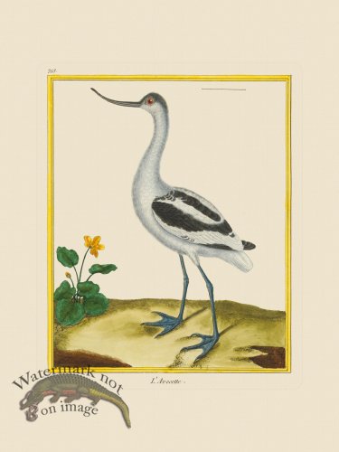 (image for) Martinet Bird 353