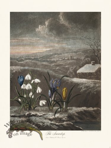 (image for) 04 The Snowdrop