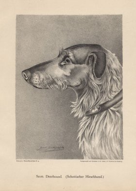 1890s Dogs 21