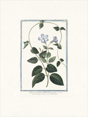 Bonelli 094 Vinca minor