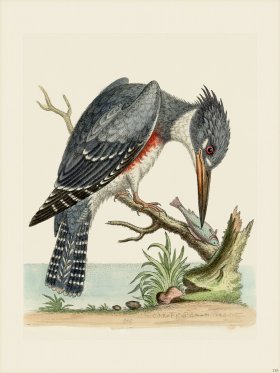 Edwards 115 American King Fisher