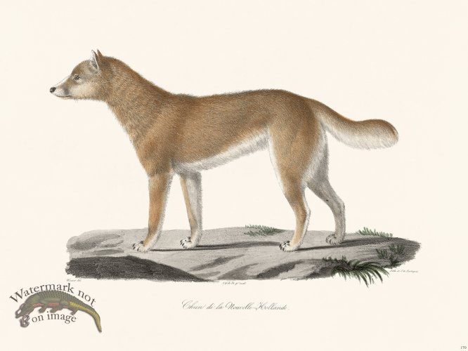 (image for) Cuvier 170 Dog