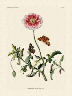 Wilkes Butterflies 084