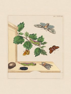 Moses Harris Insects 38