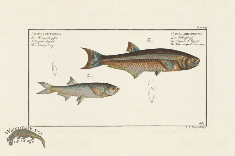 (image for) BLOCH FISH 408