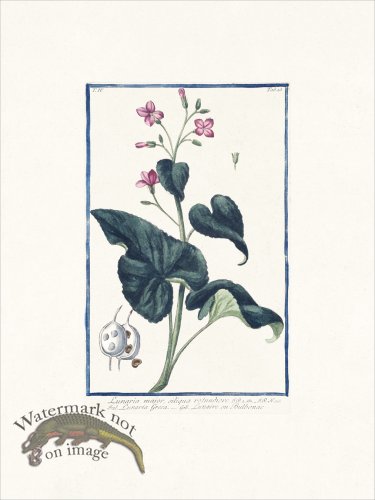 (image for) Bonelli 323 Lunaire