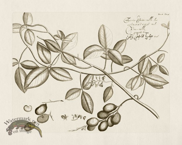 (image for) HORTUS VOl 08 46