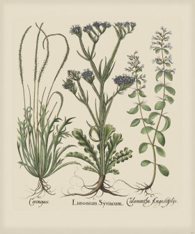 Besler 233 Colored B2